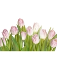 tulips isolated on white eps 10 vector image vector image