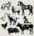 home animals vector image