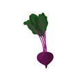 beetroot flat icon vector image vector image