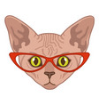 sphynx cat head funny character in red vector image vector image