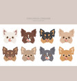 chihuahua dogs different coat colors chihuahuas vector image vector image