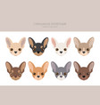 chihuahua dogs different coat colors chihuahuas vector image vector image