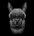 alpaca llama portrait graphic portrait vector image vector image