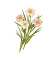 blossomed daffodils delicate blooms vector image