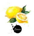 hand drawn watercolor painting lemon on white vector image vector image