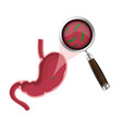 helicobacter pylori bacteria vector image