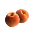 realistic fresh apricots composition vector image vector image