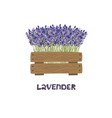 bouquet lavender in a wooden planter vector image vector image