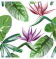 vivid strelitzia rainforest flowers foliage vector image