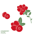 cowberry vector image