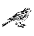 linnet bird sketch drawing vector image