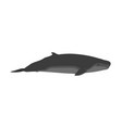 kogia breviceps - pygmy sperm whale - side view vector image vector image
