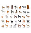 dog breeds collection vector image vector image