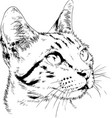 pedigree cat drawn in ink hand vector image