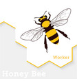 honey bee isolated on white vector image