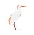 bubulcus ibis - cattle egret - breeding plumage vector image vector image