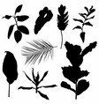 set of exotic leaves silhouettes vector image