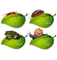 four types insects on green leaves vector image vector image