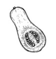 hand sketched pumpkin butternut squash drawing t vector image vector image