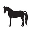 horse isolated on white background animal vector image