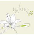 greeting card with lily flower vector image