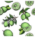 lime hand drawn seamless pattern citrus vector image vector image