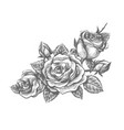 ornamental engraving rose vector image vector image