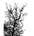 black leafless tree branches vector image