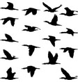 cormorant vector image