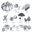 autumn fruits hand drawn sketches vector image