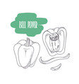 hand drawn bell pepper isolated on white vector image