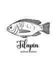 tilapia vector image