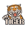 angry tiger image vector image