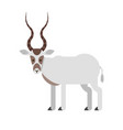 desert addax antelope vector image