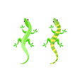 gecko or lizard vector image vector image
