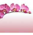 orchid flower background vector image vector image