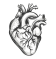 human heart vector image