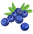 blueberry berries and leaves vector image