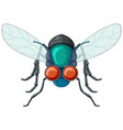 happy fly cartoon character vector image