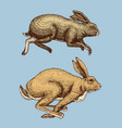 wild forest animal jumping up hare and rabbit vector image vector image