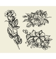 flowers hand drawn sketch flower rose floral vector image
