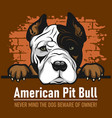 american pit bull - peeking dogs breed face head vector image
