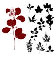 herbs vector image