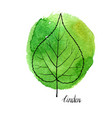 leaf of linden tree vector image vector image