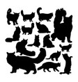 maine coon cat animal silhouettes vector image