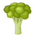 broccoli vector image