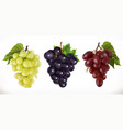red and white table grapes wine fresh vector image vector image