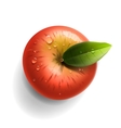 red ripe apple isolated vector image