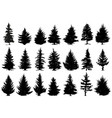 christmas pine trees silhouettes coniferous vector image
