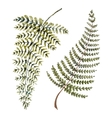 watercolor fern leaves vector image